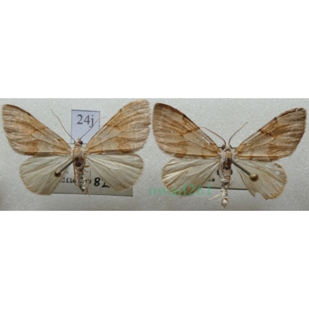 Pennithera firmata (Hübner, 1822) pair Paśnik trwalnik Czech24j